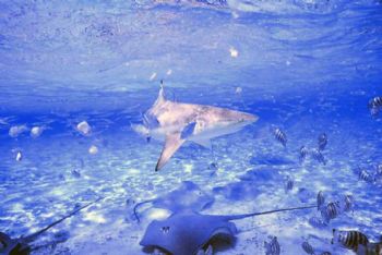 Shark & rays, Tahiti. Nikonos V w/15mm  WA lens by Tom Huff 